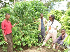 Ethiopia: Amaro Gayo, Arabica