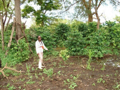 Ethiopia: Amaro Gayo, Arabica