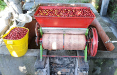 Colombia: Roberto Calderon Farm, Caturra