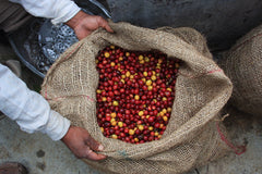 Colombia: Roberto Calderon Farm, Caturra