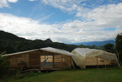 Colombia: Roberto Calderon Farm, Caturra