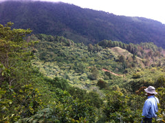 Nicaragua, El Limoncillo, Red Pacamara