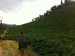 Nicaragua, El Limoncillo, Red Pacamara