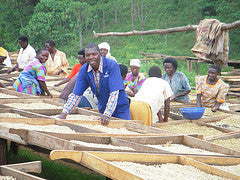 Uganda Bugisu raised beds for drying coffee cherries
