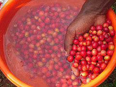 Uganda Bugisu red coffee cherries