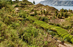 Indonesia: Wahana Estate, Sumatra