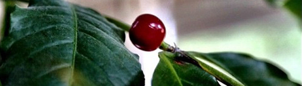 Red Bean on a Tree